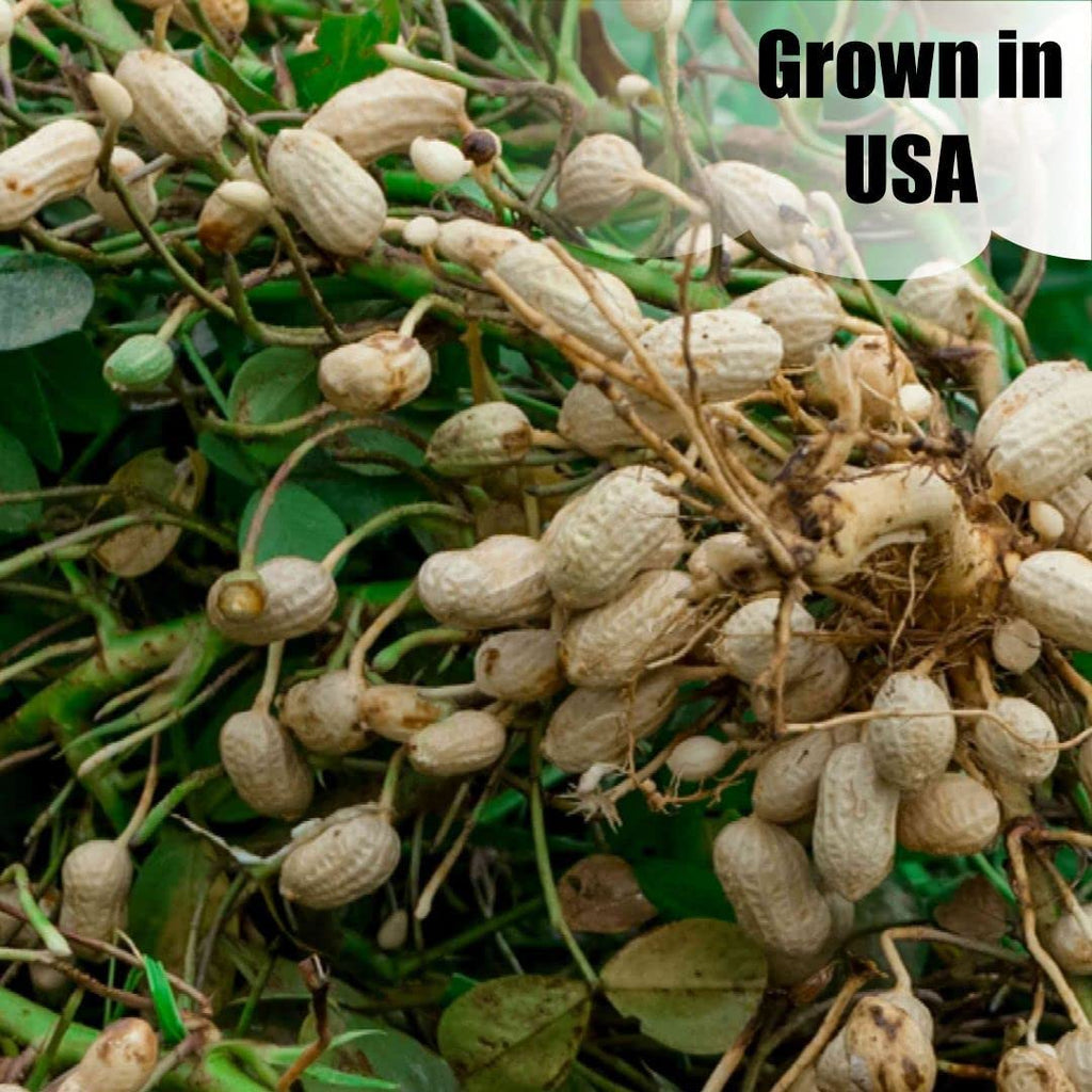 In-Shell Peanuts 8 lbs N3667