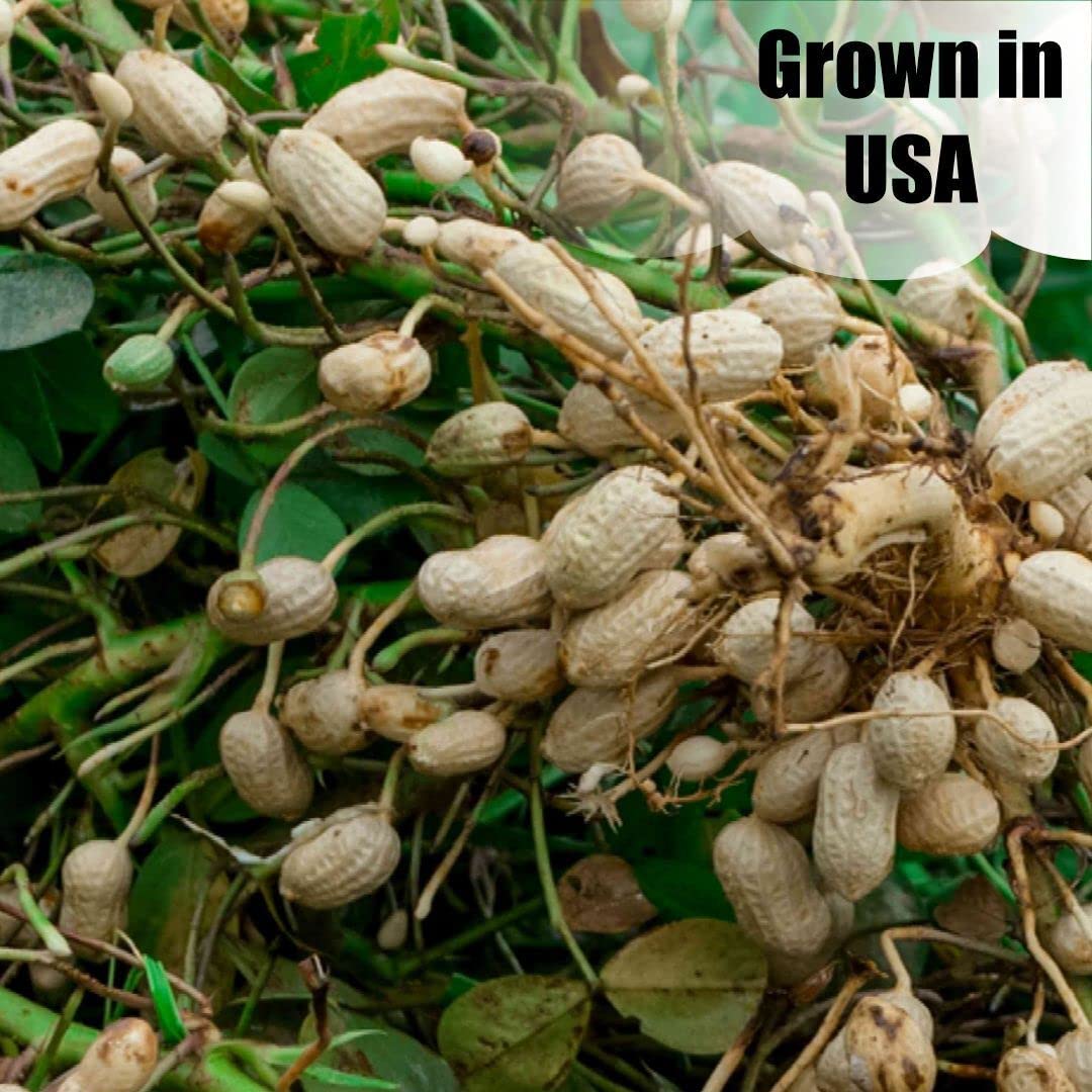 In-Shell Peanuts 8 lbs N3667