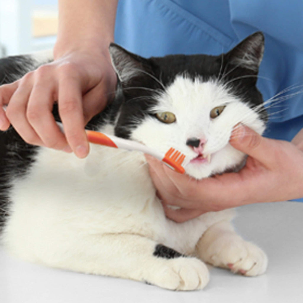 Advanced Oral Care Cat Dental Kit 3 Count P13031