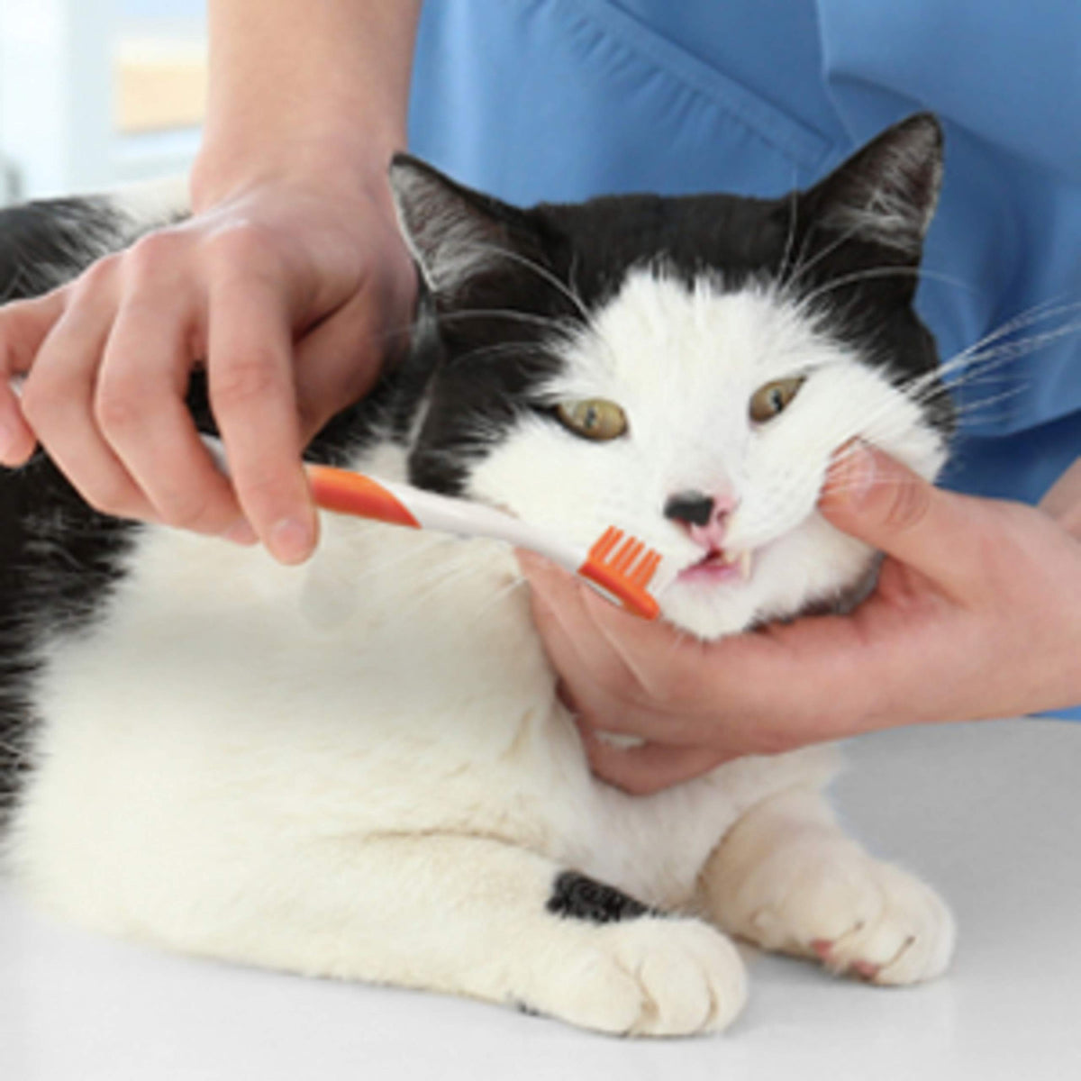 Advanced Oral Care Cat Dental Kit 3 Count P13031