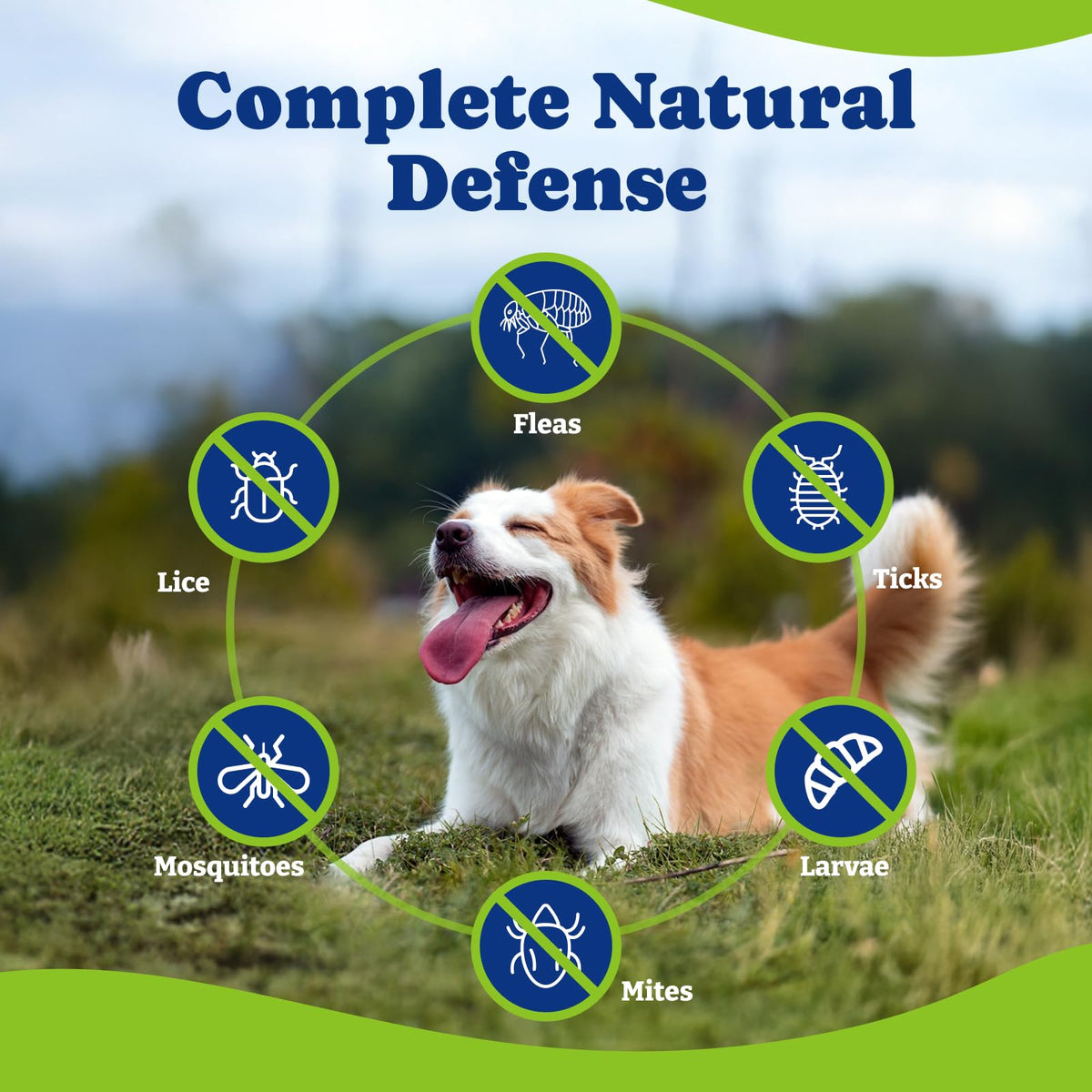 Flea & Tick Prevention for Dogs Chewables H776451