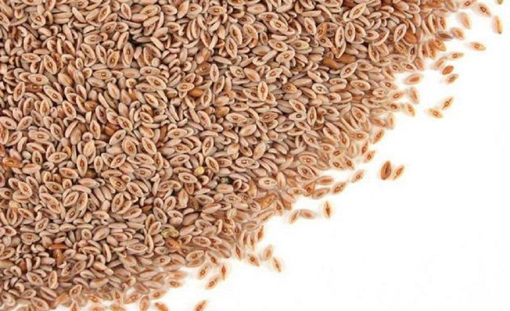 Psyllium Seed Husk Whole 1 lb V153966